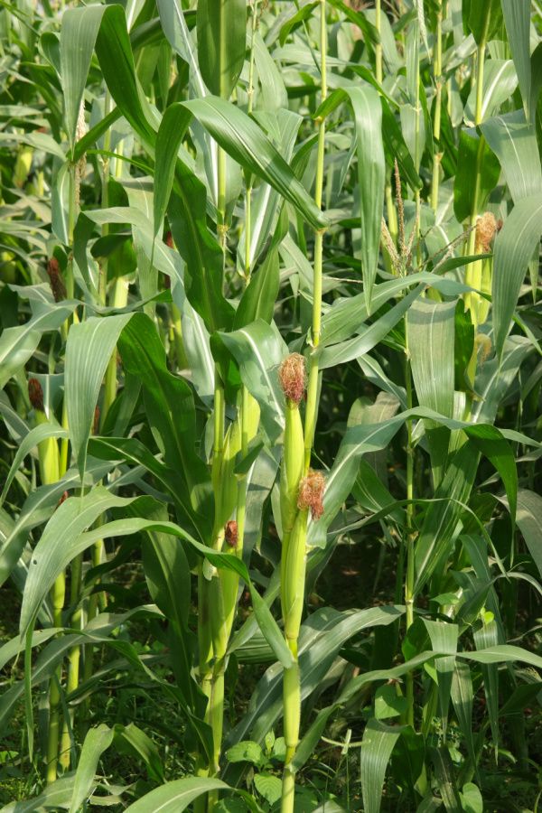 JAGUNG
